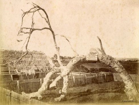 Старый эвкалипт, фотография 1880 года