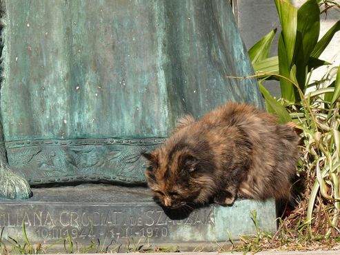 Коты на
кладбище Реколета