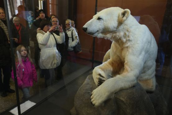 Белый медведь Кнут