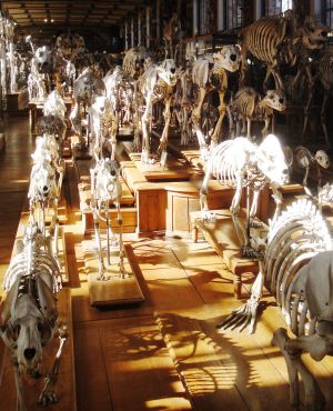 Галерея сравнительной анатомии и палеонтологии