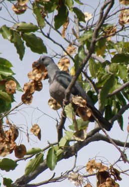 Яванский плодоядный голубь на фруктовом дереве