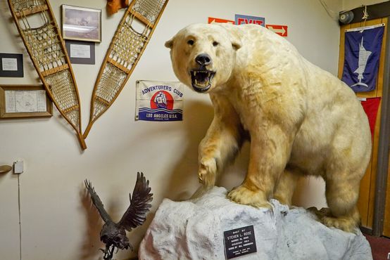 Белый медведь, подаренный Стивеном Роузом