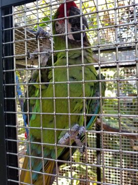 Солдатский ара родом из Центральной и Южной Америки. В настоящее время находящиеся под угрозой исчезновения. Организации, занимающиеся спасением этого вида, подсчитали, что в дикой природе обитает от 1000 до 2500 особей.