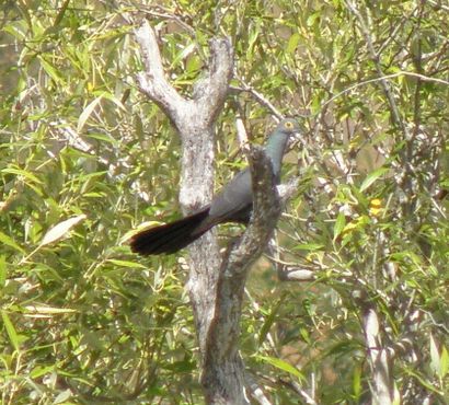 Тиморский голубь-кукушка на погибшем мангровом дереве