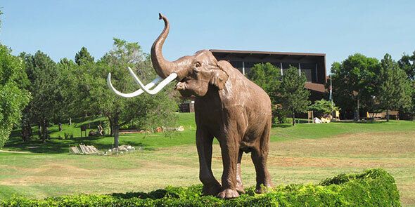 Раскоп мамонтов