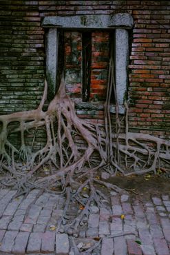 Дом-дерево в Аньпине