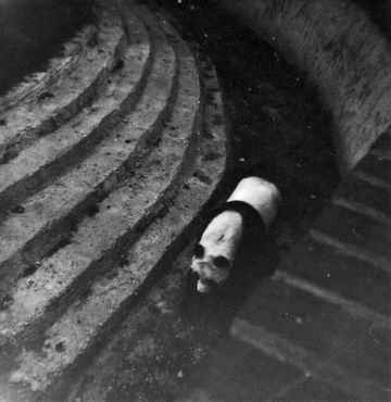 Фотография Чи-Чи, сделанная в 1960-х годах в Лондонском зоопарке