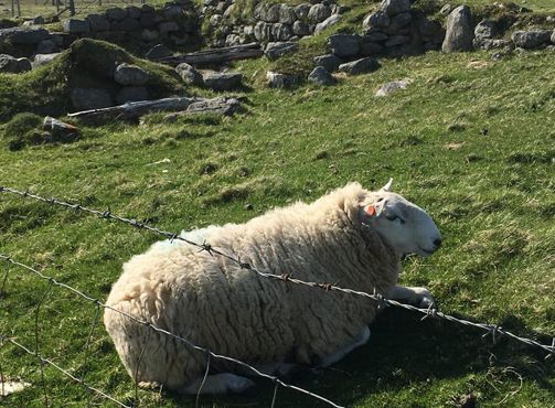 Шотландские овечки, которые дают шерсть для твида "харрис"