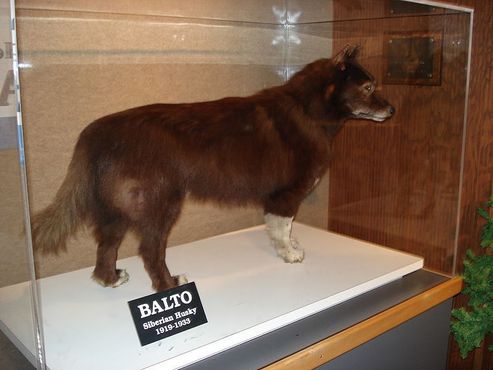 Балто в Кливлендском музее естественной истории