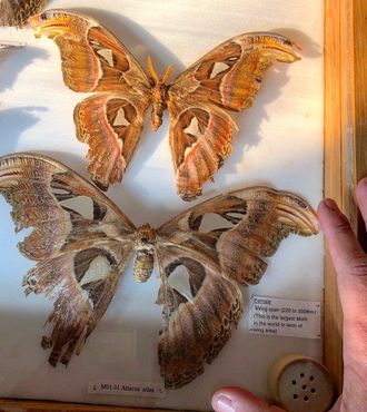 Павлиноглазка атлас, одна из крупнейших бабочек в мире