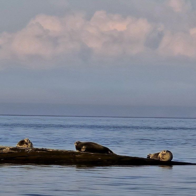 Гостевые домики, Хижины