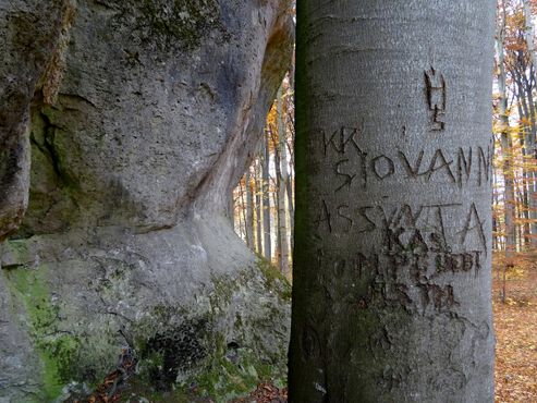 Надписи на деревьях