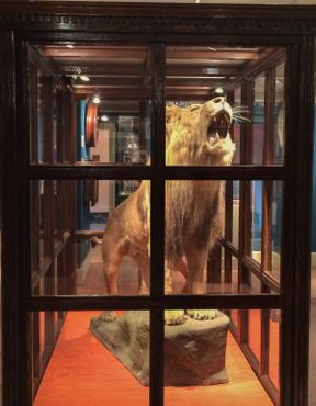Чучело льва Черчилля в музее Лайтнера