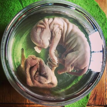 Зародыш кошки породы сфинкс