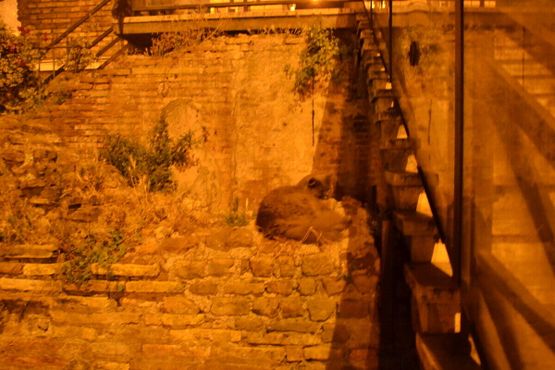 Римский приют для кошек