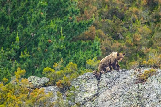 Самка бурого медведя с детёнышем в Кантабрийских горах