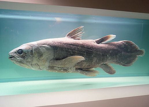                                                         Целакант, доисторическая рыба          