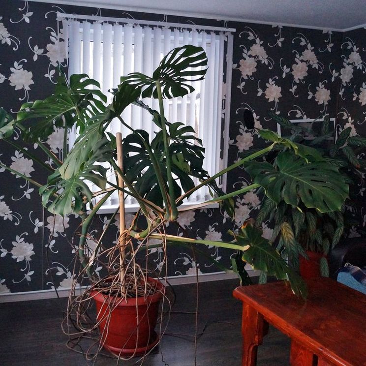 Гостевые домики