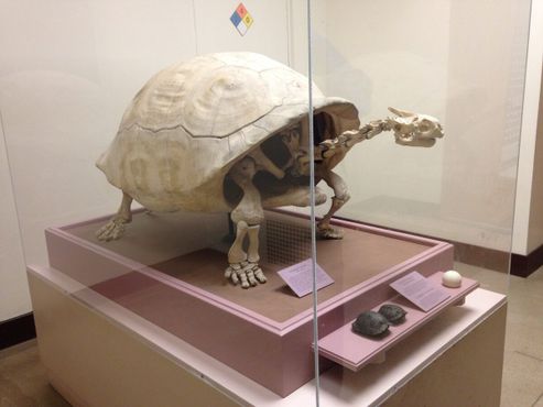 Скелет галапагосской черепахи с острова Изабелла