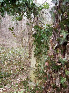 Старое кладбище Цинкоты