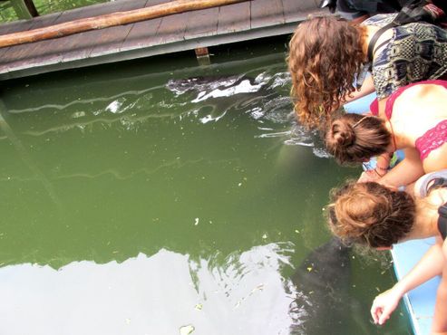 Кормление детёнышей ламантина в одном из самых крупных бассейнов