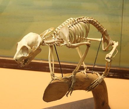 Скелет потто, ночного африканского примата
