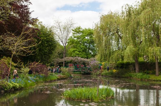 Пруд с кувшинками