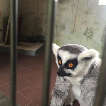 Домашний лемур
