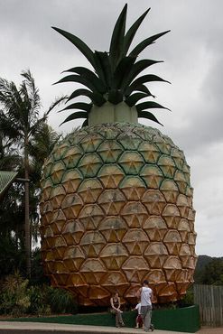 Шестнадцатиметровый австралийский ананас