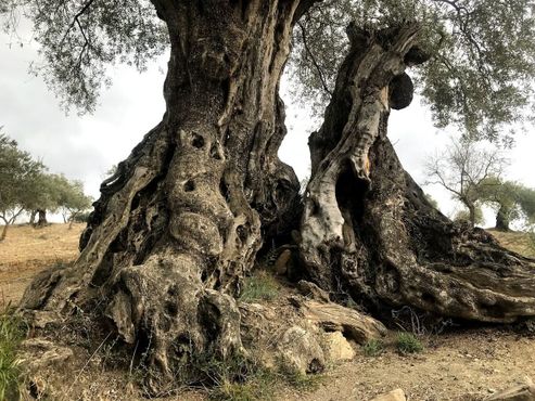 Тысячелетнее оливковое дерево Арройо Карнисеро
