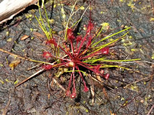 Карликовая росянка