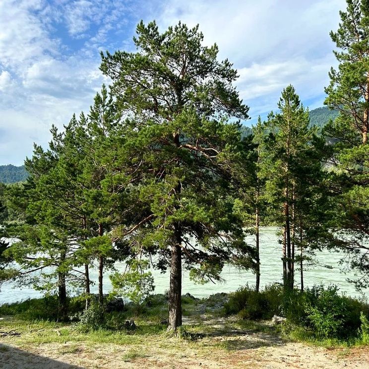 Гостевые домики, Коттеджи, Шале