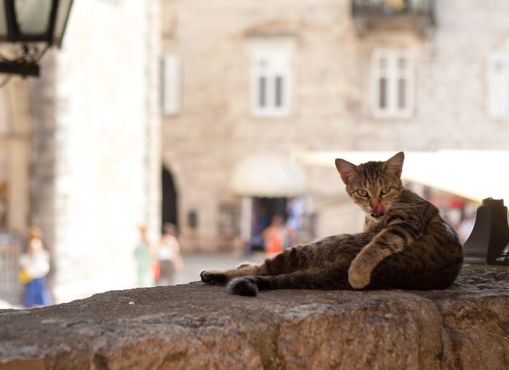 Кошка в Старом городе Котора
