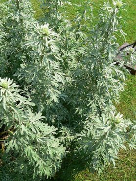 Полынь горькая (Artemisia absinthium) в саду музея