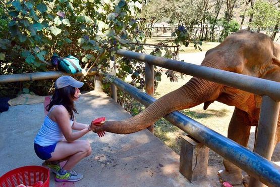 Кормление арбузом в природном парке слонов