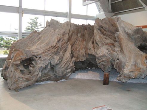 Величественные остатки древнего ствола кедра