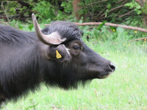 Азиатские буйволы в Берлине