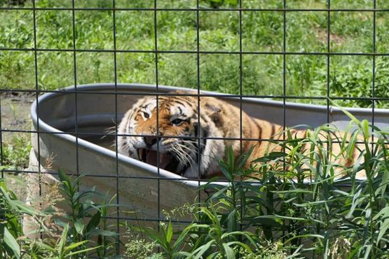 Раздраженно шипящий тигр принимает ванну