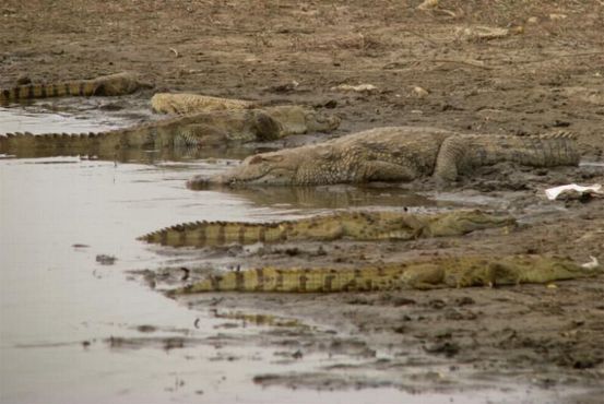 Крокодилы ждут на берегу