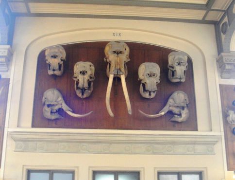 Галерея сравнительной анатомии и палеонтологии