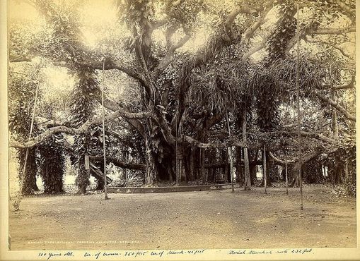 Большое баньяновое дерево в 19 веке