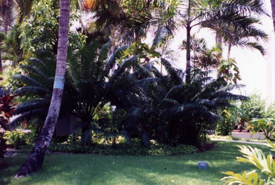 Ботанический сад в Санто-Доминго