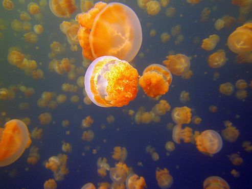 Озеро, полное медуз