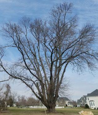 Ясень в конце тропы