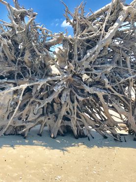Пляж Дрифтвуд, корни поваленного дерева