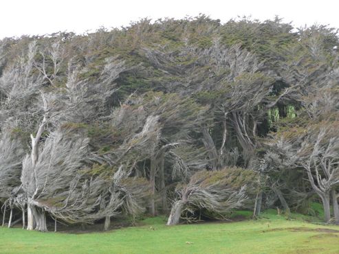 Деревья находятся под постоянным воздействием южных ветров