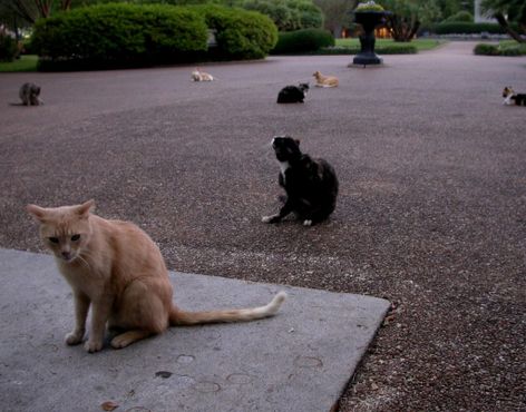 Коты в парке Джексона
