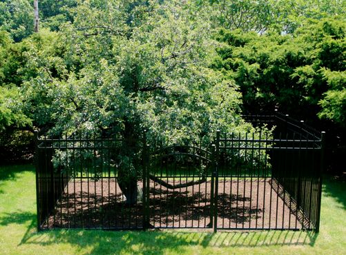 Грушевое дерево Эндикотта