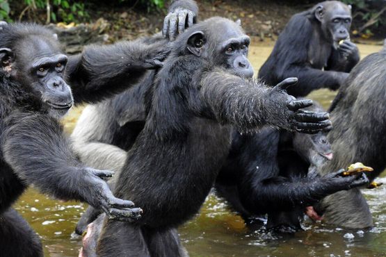 Кормление шимпанзе на Острове обезьян