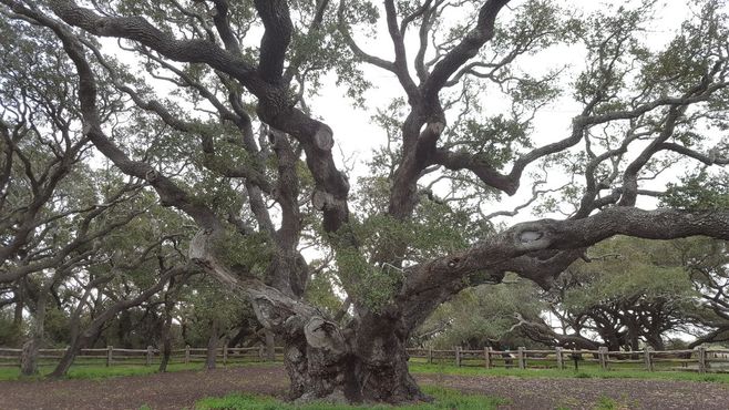 Большое дерево